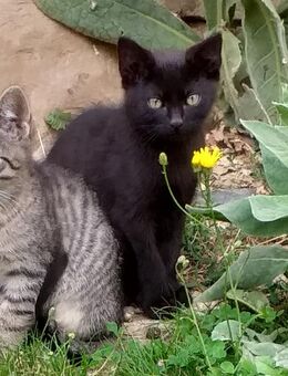 2 junge Kater in liebevolle Hände abzugeben - Arnstadt
