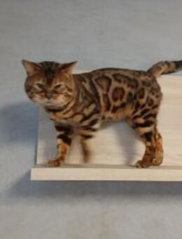 Bengo eine echte Schönheit - Wettenberg