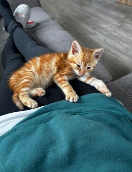 Katze abzugeben - Hohe Börde