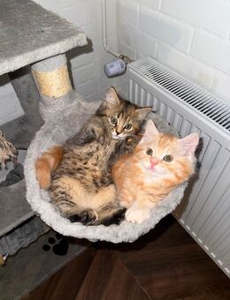 Zauberhafte BKH/BLH Kitten suchen liebevolles Zuhause - Rinteln