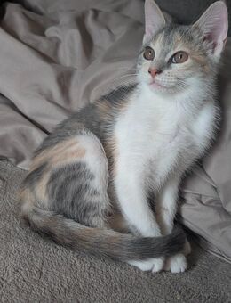 Süßes Kitten (weiblich) sucht neues Zuhause - Mengerskirchen