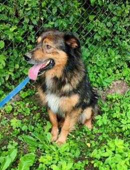 Bildhübscher *JARO* eine Seele von Hund - Overath