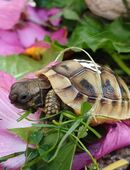 Landschildkröten, Schildkröten aus 2024, 2025 in 85258