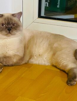 Deckkater BKH Lilac - Dietzenbach Zentrum