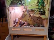 Komplettes Terrarium mit Kornnatter - Grebenstein