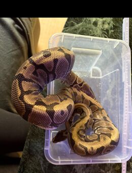 Königspython - Edertal