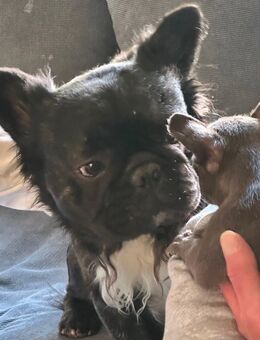 4 Zwerge (alles Mädchen) - französische Bulldoggen - suchen ab Mitte / Ende Oktober Kuschelplätze auf Lebenszeit ! - Dornburg
