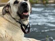 Riesen-Baby-Kangal♥Ares♥ 99718 Greussen - Hamburg