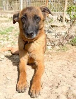Hübsche RONJA wartet auf ihr Glück - Schwabach