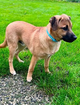 Terrier Mischling Welpe - Halle (Westfalen)