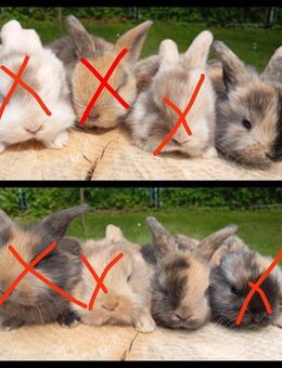 Zwergkaninchen, Mini Lop - Sagard