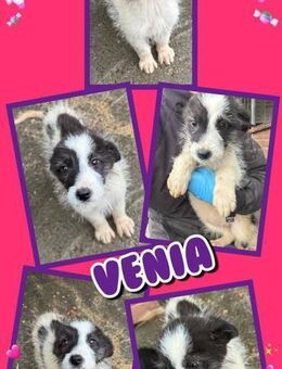 kleine Hündin Venia bald auf Pflegestell - Nürnberg