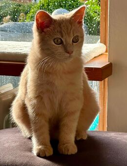 Timmy und Findus suchen neue Familie - Murnau (Staffelsee)