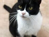 Perla - Katzendame sucht ihr Glück - Bad Camberg