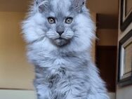 XXL Maine Coon Kätzchen mit Stammbaum - Hamburg