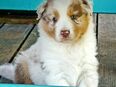 Australian shepherd Welpen mit Papieren in 04862