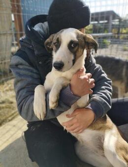 Joy 50 cm - Alpenrod