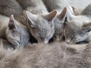 Russisch Blau Kitten ,Russian Blue Katze - Speicher