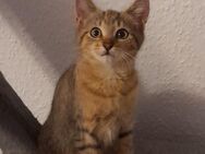 Ehk-bhk kitten - Dortmund