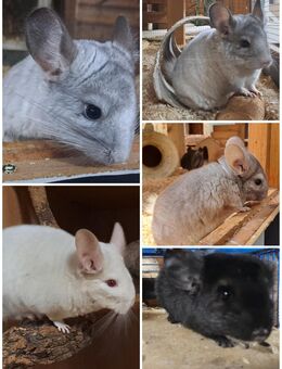 Degu und Chinchilla Jungtiere - Neustadt (Sachsen) Hohwald
