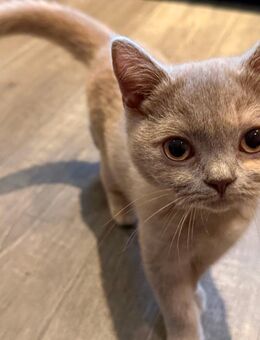 BKH Junkatzen Kitten ab sofort - Heinsberg