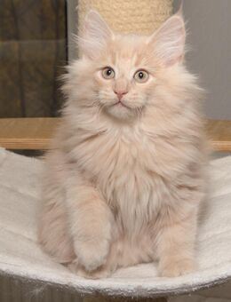 Norwegische Waldkatze Johannes mit Papieren - Chemnitz