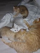 3 süße BKH Kitten suchen ein liebevolles zuhause in 90478