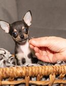 Reinrassige Chihuahuawelpen in 04347
