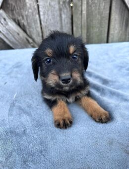Noch 2 Dackel mix welpen suchen ein zuhause ♀️♀️ - Leipzig