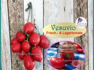 ♥ Bio Lager Tomate Große Vesuvio Rarität Samen Tulpenstolz Garten alte Sorte Garten Gemüse - Hamburg