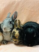 Zwergkaninchen Babys Farbenzwerge Löwenköpfchen Minilop in 81377