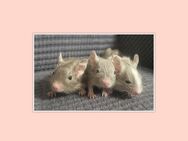 Degus - Unser Nachwuchs sucht ein schönes Zuhause - Poppenhausen