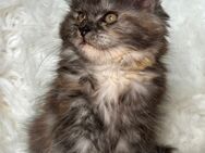 Maine Coon Katze Kitten - Bad Pyrmont