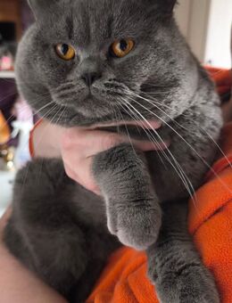 Deckkater BKH mit Stammbaum, gechipt, geimpft, Herz,-Niere geschallt - Wagenfeld