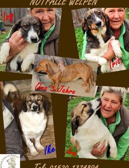 DRINGEND: Schlappohr-Welpen - Kissing