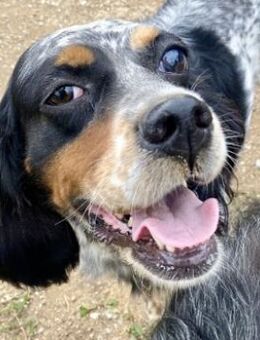 Bezaubernde Setter-Mix-Hündin LOLA - Sehnde