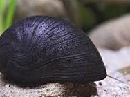 Aquarium Schnecke; Militärhelmschnecke, Anthrazit-Napfschnecke, Stahlhelmschnecke (Neritina pulligera) - Erftstadt
