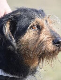 Smarni lieber Sturkopf!! - Neustadt (Rübenberge)