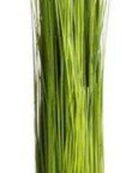Kunstgras Grasarrangement selbststehend Gras, Botanic-Haus, Höhe 60 cm