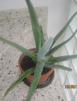 Aloe Vera Pflanzen, verschiedene Größen - Lichtenfels (Bayern)