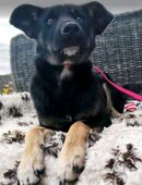 Lexi kleines Mädchen,das nach Wärme und sicherheit sucht in 41334