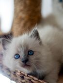 😻 Reinrassige Heilige Birma Kitten - ab Mitte Dezember abzugeben! 😻 in 72766