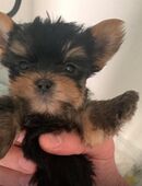 Yorkshhire Terrier Welpe in 21755