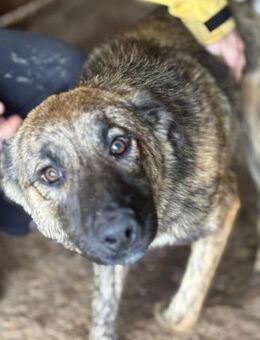 Talia ist eine gestromte Schönheit 🐾 - Elsdorf (Nordrhein-Westfalen)