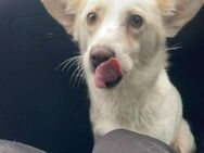 Sanfte Bella sucht ihr Glück - Leonberg (Baden-Württemberg)