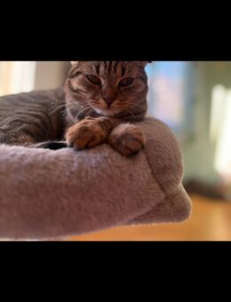 Katze Bella sucht neues zu Hause - München Allach-Untermenzing