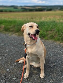 Hund - Halle (Saale)