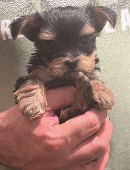 Mini Yorkshire Terrier - Berlin Marzahn-Hellersdorf