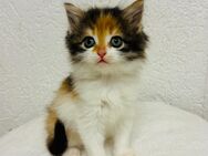 Baby Katzen Perser mix - Ravensburg