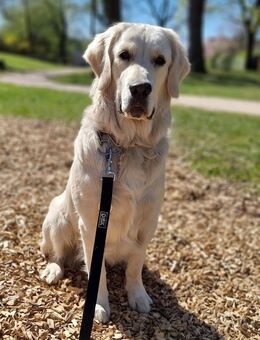 Golden Retriever - 1,5 Jahre - Weiblich - Coesfeld